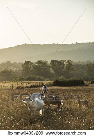"Charolais cattle in a pasture, evening light, Corsica, France, Europe" View Large Photo Image Stock Photo - "Charolais cattle in a pasture, evening light, Corsica, France, Europe". Fotosearch