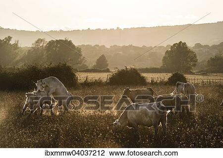 "Charolais cattle in a pasture, mounting, evening light, Corsica, France, Europe" View Large Photo Image Stock Image - "Charolais cattle in a pasture, mounting, evening light, Corsica, France, Europe". Fotosearch