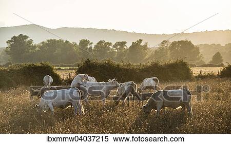 "Charolais cattle in a pasture, mounting, evening light, Corsica, France, Europe" View Large Photo Image Stock Photography - "Charolais cattle in a pasture, mounting, evening light, Corsica, France, Europe". Fotosearch