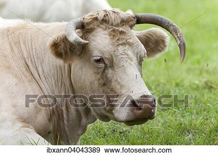 "Charolais cattle, Palatinate, Rhineland-Palatinate, Germany, Europe" View Large Photo Image Stock Photo - "Charolais cattle, Palatinate, Rhineland-Palatinate, Germany, Europe". Fotosearch