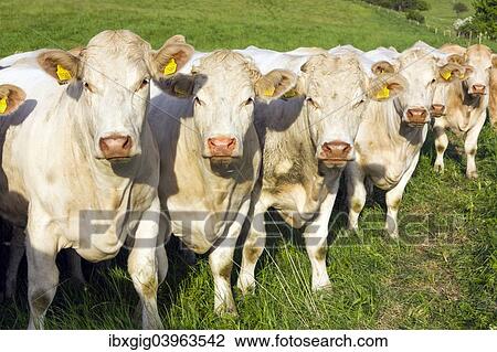 "Charolais cows, Moravskoslezsky region, Czech Republic, Europe" View Large Photo Image Stock Image - "Charolais cows, Moravskoslezsky region, Czech Republic, Europe". Fotosearch