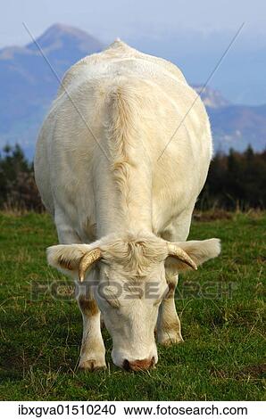 "Charolais fattened-bull on a mountain pasture, France, Europe" View Large Photo Image Stock Image - "Charolais fattened-bull on a mountain pasture, France, Europe". Fotosearch