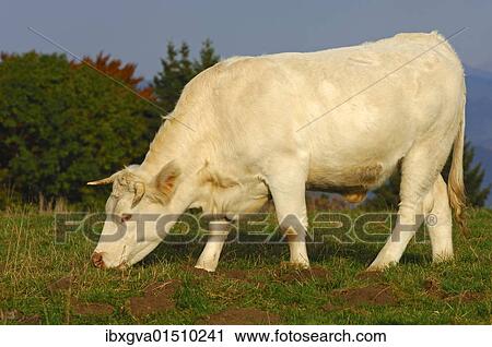"Charolais fattened-bull on a mountain pasture, France, Europe" View Large Photo Image Stock Image - "Charolais fattened-bull on a mountain pasture, France, Europe". Fotosearch