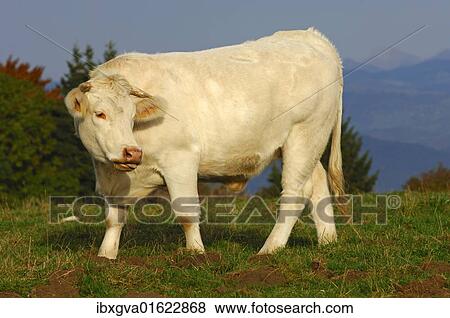 Charolais Sigir Eti Sigiri Ustunde La Notasi Dag Otlagi Fransa Europe Hazir Fotograf Ibxgva01622868 Fotosearch