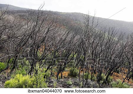 "Charred laurel forest, two years after a fire, Garajonay National Park, La Gomera, Canary Islands, Spain, Europe" View Large Photo Image Stock Image - "Charred laurel forest, two years after a fire, Garajonay National Park, La Gomera, Canary Islands, Spain, Europe". Fotosearch