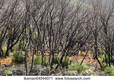 "Charred laurel forest, two years after a fire, Garajonay National Park, La Gomera, Canary Islands, Spain, Europe" View Large Photo Image Stock Image - "Charred laurel forest, two years after a fire, Garajonay National Park, La Gomera, Canary Islands, Spain, Europe". Fotosearch