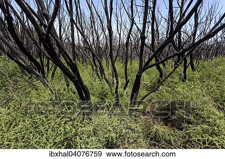 "Charred shrubs in green vegetation, traces of the forest fire of 2012, below the Garajonay, La Gomera, Canary Islands, Spain, Europe" View Large Photo Image Stock Photo - "Charred shrubs in green vegetation, traces of the forest fire of 2012, below the Garajonay, La Gomera, Canary Islands, Spain, Europe". Fotosearch