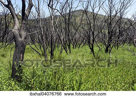 "Charred shrubs in green vegetation, traces of the forest fire of 2012, behind the Garajonay, La Gomera, Canary Islands, Spain, Europe" View Large Photo Image Stock Photograph - "Charred shrubs in green vegetation, traces of the forest fire of 2012, behind the Garajonay, La Gomera, Canary Islands, Spain, Europe". Fotosearch