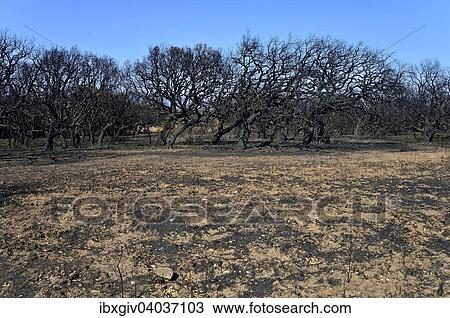 Stock Image - "Charred trees after a wildfire, near Arbus, Province of Carbonia-Iglesias, Sardinia, Italy, Europe". Fotosearch