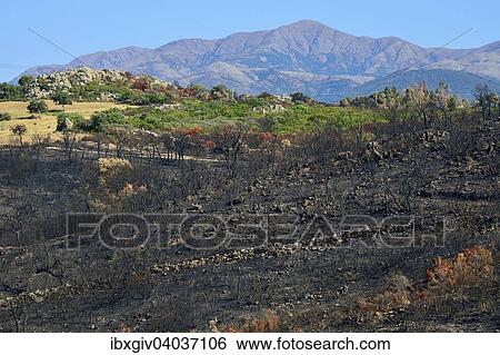 Stock Photograph - "Charred trees after a wildfire, near Arbus, Province of Carbonia-Iglesias, Sardinia, Italy, Europe". Fotosearch