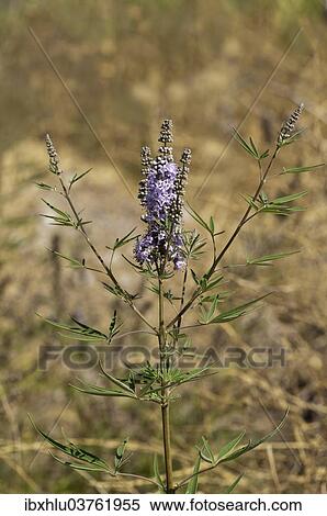 "Chaste Tree or Monk's Pepper (Vitex agnus-castus), single branch, Rhodos Island, Dodecanese, Greece, Europe" View Large Photo Image Stock Photography - "Chaste Tree or Monk's Pepper (Vitex agnus-castus), single branch, Rhodos Island, Dodecanese, Greece, Europe". Fotosearch