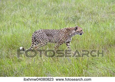 Stock Image - "Cheetah (Acinonyx jubatus), captive, Plettenberg Bay, Western Cape, South Africa, Africa". Fotosearch