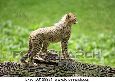 "Cheetah (Acinonyx jubatus), cub, native to Africa, captive, Nuremberg, Middle Franconia, Bavaria, Germany, Europe" View Large Photo Image Stock Image - "Cheetah (Acinonyx jubatus), cub, native to Africa, captive, Nuremberg, Middle Franconia, Bavaria, Germany, Europe". Fotosearch