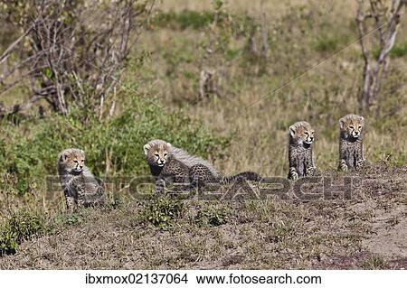 "Cheetah (Acinonyx jubatus) cubs, Masai Mara National Reserve, Kenya, East Africa, Africa, PublicGround, Africa" View Large Photo Image Picture - "Cheetah (Acinonyx jubatus) cubs, Masai Mara National Reserve, Kenya, East Africa, Africa, PublicGround, Africa". Fotosearch