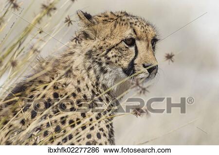 "Cheetah (Acinonyx jubatus), Etosha National Park, Namibia, Africa" View Large Photo Image Stock Photograph - "Cheetah (Acinonyx jubatus), Etosha National Park, Namibia, Africa". Fotosearch