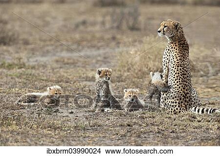 "Cheetah (Acinonyx jubatus), female cheetah with four cubs, Serengeti, Tanzania, Africa" View Large Photo Image Picture - "Cheetah (Acinonyx jubatus), female cheetah with four cubs, Serengeti, Tanzania, Africa". Fotosearch