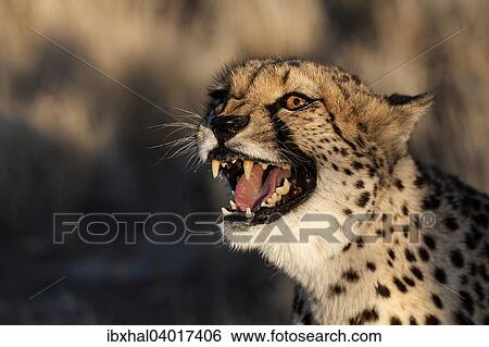 "Cheetah (Acinonyx jubatus), hissing, near Keetmanshoop, Namibia, Africa" View Large Photo Image Stock Photograph - "Cheetah (Acinonyx jubatus), hissing, near Keetmanshoop, Namibia, Africa". Fotosearch