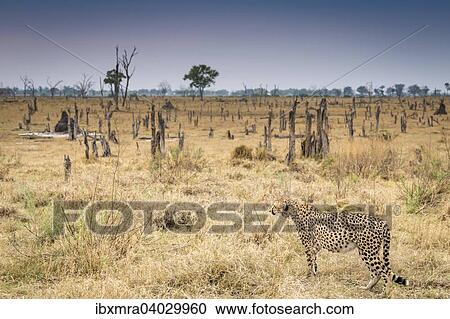 "Cheetah (Acinonyx jubatus) hunting, Okavango Delta, Botswana, Africa" View Large Photo Image Stock Image - "Cheetah (Acinonyx jubatus) hunting, Okavango Delta, Botswana, Africa". Fotosearch