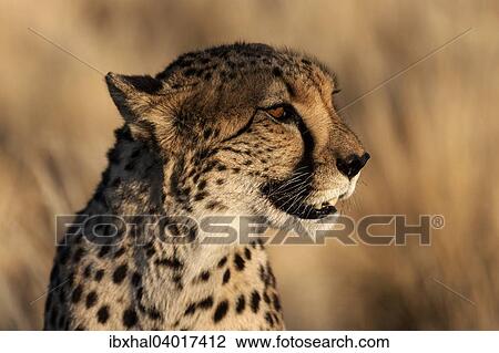 "Cheetah (Acinonyx jubatus) in Keetmanshoop, Namibia, Africa" View Large Photo Image Stock Image - "Cheetah (Acinonyx jubatus) in Keetmanshoop, Namibia, Africa". Fotosearch