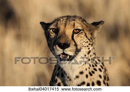"Cheetah (Acinonyx jubatus) in Keetmanshoop, Namibia, Africa" View Large Photo Image Stock Photography - "Cheetah (Acinonyx jubatus) in Keetmanshoop, Namibia, Africa". Fotosearch