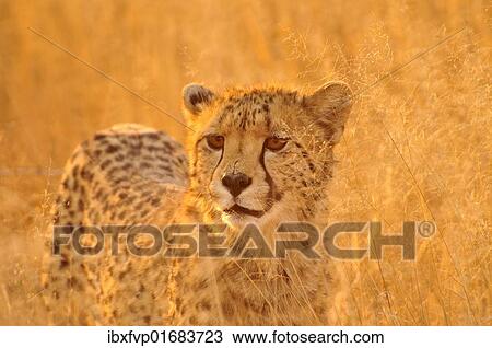 "Cheetah (Acinonyx jubatus) in the high grass of the Kgalagadi Transfrontier Park, Kalahari, South Africa, Africa" View Large Photo Image Stock Image - "Cheetah (Acinonyx jubatus) in the high grass of the Kgalagadi Transfrontier Park, Kalahari, South Africa, Africa". Fotosearch