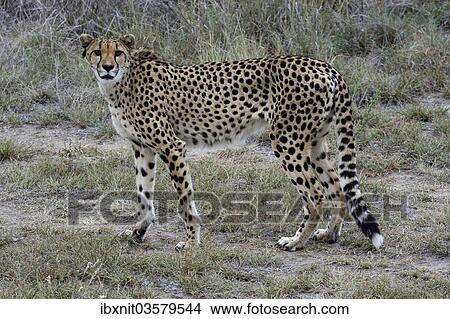 "Cheetah (Acinonyx jubatus), Karas Region, Namibia, Africa" View Large Photo Image Picture - "Cheetah (Acinonyx jubatus), Karas Region, Namibia, Africa". Fotosearch