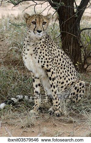 "Cheetah (Acinonyx jubatus), Karas Region, Namibia, Africa" View Large Photo Image Stock Photograph - "Cheetah (Acinonyx jubatus), Karas Region, Namibia, Africa". Fotosearch
