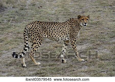 Stock Photography - "Cheetah (Acinonyx jubatus), Karas Region, Namibia, Africa". Fotosearch
