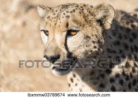 "Cheetah (Acinonyx jubatus), Khomas, Namibia, Africa" View Large Photo Image Picture - "Cheetah (Acinonyx jubatus), Khomas, Namibia, Africa". Fotosearch