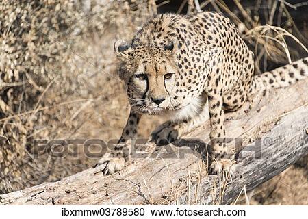 "Cheetah (Acinonyx jubatus), Khomas, Namibia, Africa" View Large Photo Image Stock Image - "Cheetah (Acinonyx jubatus), Khomas, Namibia, Africa". Fotosearch