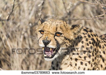 "Cheetah (Acinonyx jubatus), Khomas, Namibia, Africa" View Large Photo Image Stock Image - "Cheetah (Acinonyx jubatus), Khomas, Namibia, Africa". Fotosearch
