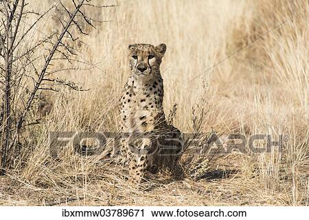 "Cheetah (Acinonyx jubatus), Khomas, Namibia, Africa" View Large Photo Image Stock Image - "Cheetah (Acinonyx jubatus), Khomas, Namibia, Africa". Fotosearch
