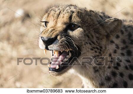 Stock Image - "Cheetah (Acinonyx jubatus), Khomas, Namibia, Africa". Fotosearch