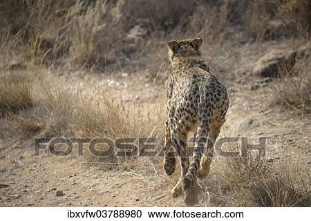 "Cheetah (Acinonyx jubatus), Khomas, Namibia, Africa" View Large Photo Image Stock Image - "Cheetah (Acinonyx jubatus), Khomas, Namibia, Africa". Fotosearch