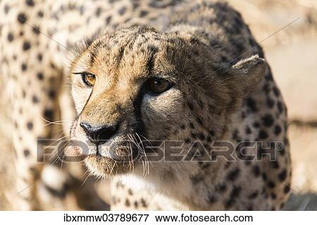 Stock Photo - "Cheetah (Acinonyx jubatus), Khomas, Namibia, Africa". Fotosearch