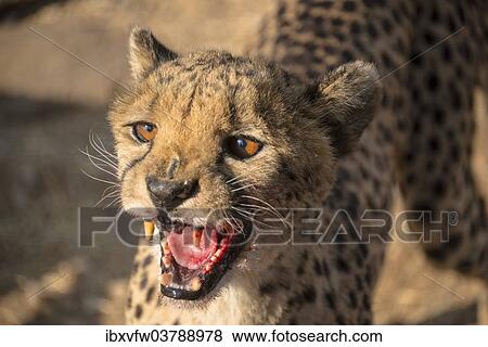 Stock Photo - "Cheetah (Acinonyx jubatus), Khomas, Namibia, Africa". Fotosearch
