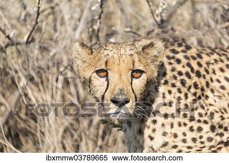 "Cheetah (Acinonyx jubatus), Khomas, Namibia, Africa" View Large Photo Image Stock Photography - "Cheetah (Acinonyx jubatus), Khomas, Namibia, Africa". Fotosearch