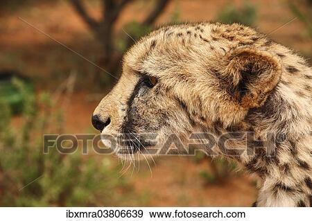Stock Photo - "Cheetah (Acinonyx jubatus), looking alert, portrait, Gobabis, Namibia, Africa". Fotosearch