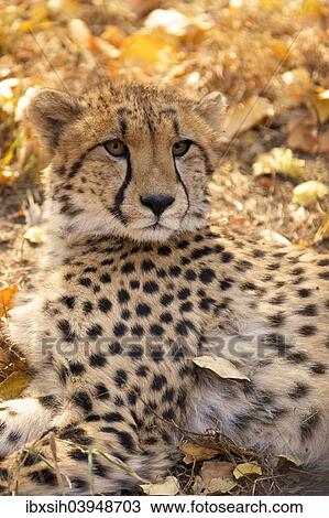 "Cheetah (Acinonyx jubatus) lying in dry leaves, South Africa, Africa" View Large Photo Image Stock Image - "Cheetah (Acinonyx jubatus) lying in dry leaves, South Africa, Africa". Fotosearch