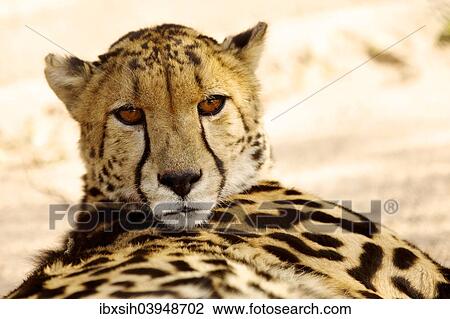 "Cheetah (Acinonyx jubatus), lying, South Africa, Africa" View Large Photo Image Stock Image - "Cheetah (Acinonyx jubatus), lying, South Africa, Africa". Fotosearch