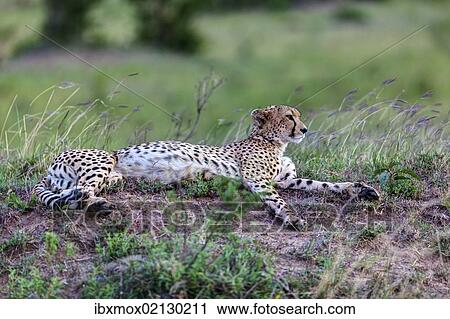 "Cheetah (Acinonyx jubatus), Maasai Mara National Reserve, Kenya, East Africa, Africa, PublicGround, Africa" View Large Photo Image Stock Image - "Cheetah (Acinonyx jubatus), Maasai Mara National Reserve, Kenya, East Africa, Africa, PublicGround, Africa". Fotosearch