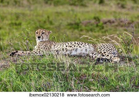 "Cheetah (Acinonyx jubatus), Maasai Mara National Reserve, Kenya, East Africa, Africa, PublicGround, Africa" View Large Photo Image Stock Photo - "Cheetah (Acinonyx jubatus), Maasai Mara National Reserve, Kenya, East Africa, Africa, PublicGround, Africa". Fotosearch