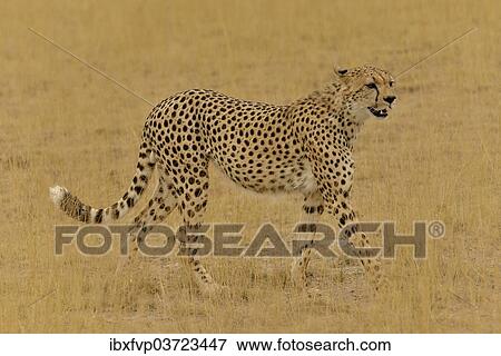 Stock Photo - "Cheetah (Acinonyx jubatus), male, Amboseli National Park, Rift Valley Province, Kenya, Africa". Fotosearch