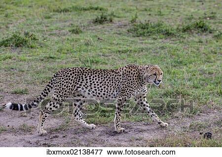 Stock Photo - "Cheetah (Acinonyx jubatus), Masai Mara National Reserve, Kenya, East Africa, PublicGround, Africa". Fotosearch