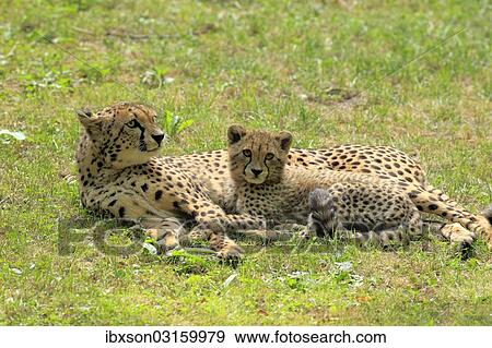 "Cheetah (Acinonyx jubatus), mother with cub, native to Africa, social behavior, captive, Nuremberg, Middle Franconia, Bavaria, Germany, Europe" View Large Photo Image Stock Photo - "Cheetah (Acinonyx jubatus), mother with cub, native to Africa, social behavior, captive, Nuremberg, Middle Franconia, Bavaria, Germany, Europe". Fotosearch