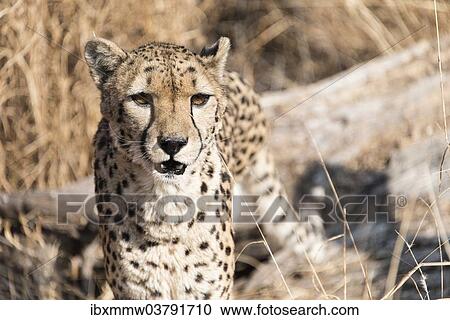 Stock Image - "Cheetah (Acinonyx jubatus), Namibia, Africa". Fotosearch