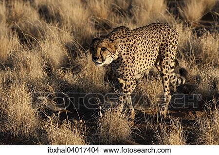 "Cheetah (Acinonyx jubatus), near Keetmanshoop, Namibia, Africa" View Large Photo Image Picture - "Cheetah (Acinonyx jubatus), near Keetmanshoop, Namibia, Africa". Fotosearch