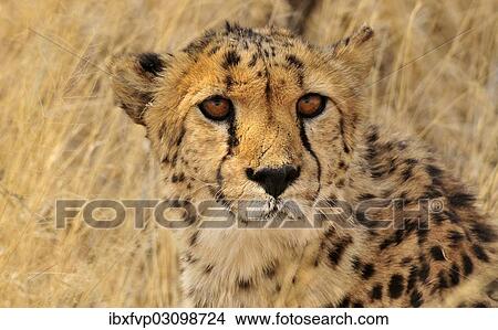 "Cheetah (Acinonyx jubatus), portrait, Okonjima Game Reserve, Namibia, Africa" View Large Photo Image Picture - "Cheetah (Acinonyx jubatus), portrait, Okonjima Game Reserve, Namibia, Africa". Fotosearch