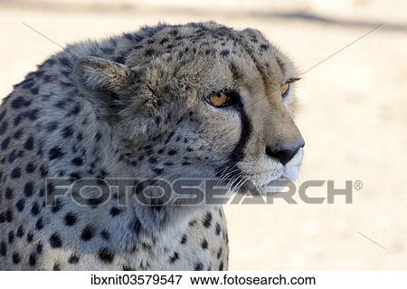 "Cheetah (Acinonyx jubatus), portrait, Karas Region, Namibia, Africa" View Large Photo Image Stock Photo - "Cheetah (Acinonyx jubatus), portrait, Karas Region, Namibia, Africa". Fotosearch