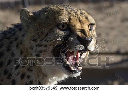 "Cheetah (Acinonyx jubatus), portrait, Karas Region, Namibia, Africa" View Large Photo Image Stock Photo - "Cheetah (Acinonyx jubatus), portrait, Karas Region, Namibia, Africa". Fotosearch